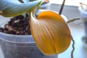 7 ok, amitől sárgulhat az orchidea levele