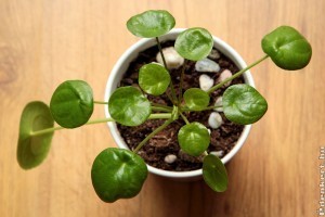 5 szobanövény, ami a feng shui szerint vonzza a pénzt