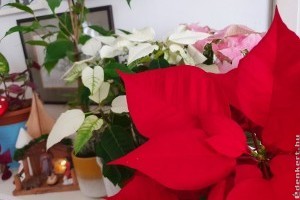 Mikulásvirág: ha ilyen, akkor inkább ne vedd meg!