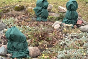 Télre készülve: Így óvd meg a növényeidet a fagyoktól