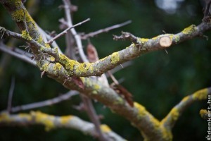 Decemberi gyümölcsfametszés: mire kell figyelni?