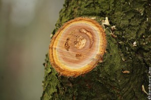 Meg lehet januárban metszeni az almafát?