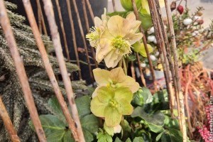 Ez a tél egyik legszebb virága