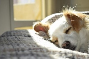 Lézerfénnyel a házi kedvencek egészségéért