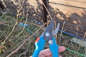 Málna metszése tél végén: mire kell figyelni?