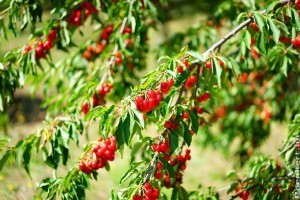 Cseresznyefa metszése tavasszal lépésről lépésre