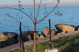 Igazán különleges fajta volt a Balaton fája, amit elloptak