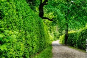 Élő kerítés a sövényfal, ami privát szférát teremt