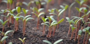 Ezek a leggyakoribb paradicsompalánta betegségek