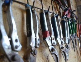 Mikor és hogyan érdemes metszeni a barackfákat?