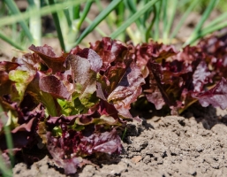 Milyen zöldségeket tilos egymás mellé vetni a veteményesben?