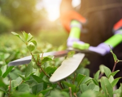 Ezekre kell figyelni a tavaszi ébredés során a kertben!