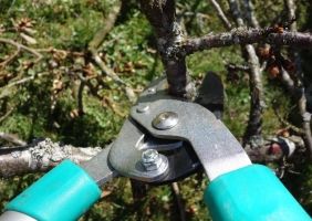 Milyen gyümölcsfákat nem érdemes koratavasszal megmetszeni?