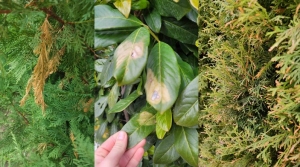 Tavaszi lendület az örökzöldeknek: Megújulás a tuja, babérmeggy és leylandi számára!