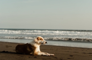 Külföldi utazás kutyával? Egyszerűbb, mint hinnéd!