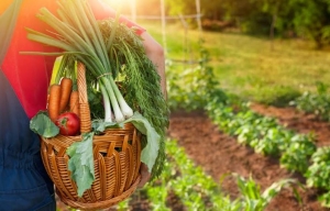 Környezettudatossá tennénk a kertet? 4 lépés, amit már ma megtehetünk