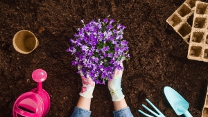 5 lenyűgöző növény, amelyet tavasszal érdemes ültetni