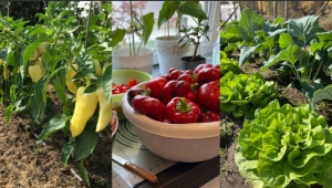 Humin Garden: A termékeny konyhakert titka