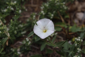 Így készítsünk gyomirtót házilag fillérekből