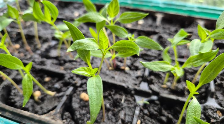 paprika, paprikapalánta, gondozása