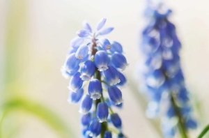 3 remek kora tavaszi növény