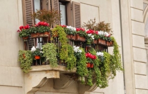Tavaszi évelők balkonládába - meseszép lesz tőlük az ablak, az erkély