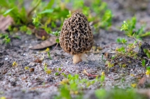 Hogyan és hol érdemes kucsmagombát gyűjteni?