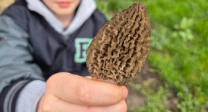 Ennek nagyon finom gombának most van szezonja, így ismerheted fel egyszerűen