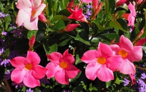 Tölcsérjázmin (Dipladenia) gondozása: így hoz rengeteg virágot