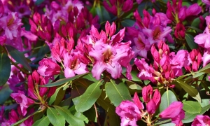 A rhododendron – érdemes-e ültetni, és hogyan gondozzuk?