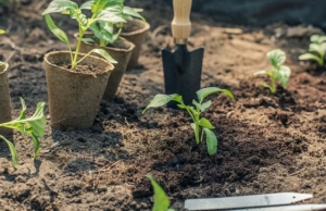Miért nem akar nőni a paprikapalánta? Elmondjuk