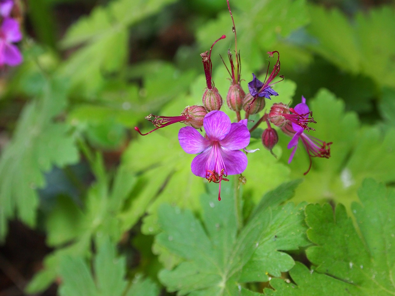 geranium, kert, árnyék