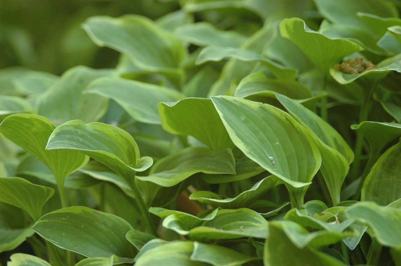 hosta, árnyékliliom, árnyék