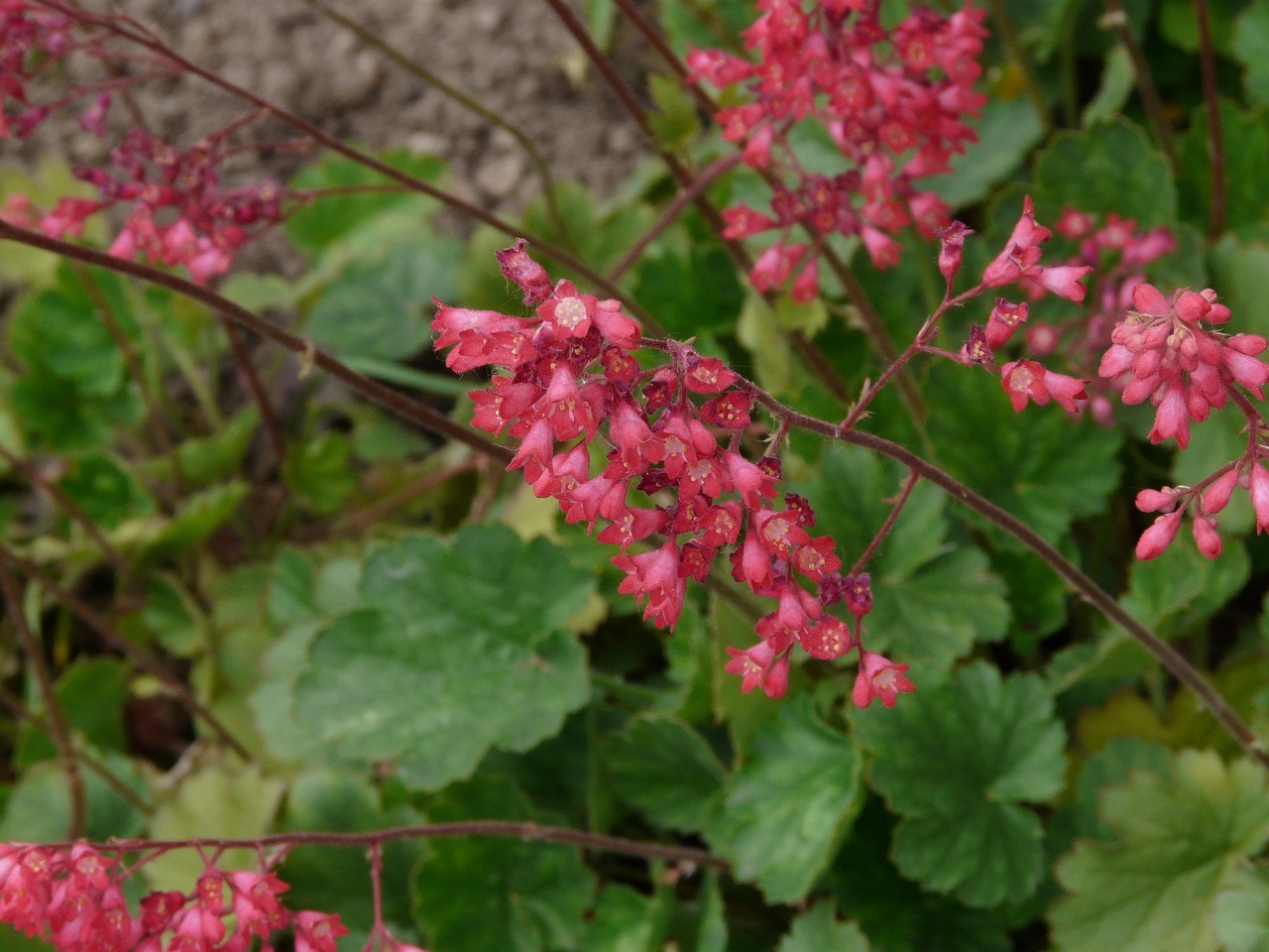 tűzeső, heuchera, árnyék, kert
