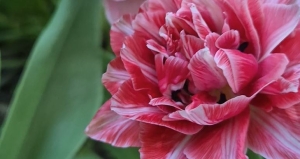 Elvirágzott a tulipán, mit kell tenni, hogy jövőre is gyönyörű legyen?