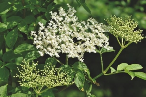 Mire jó a bodzavirág? Rengeteg gyógyhatása van