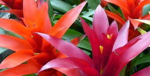 Különleges kaktuszok és egyéb pozsgások – Tavaszi Országos Kaktuszkiállítás és vásár