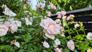 Futórózsa gondozása: ha ezekre figyelsz, rengeteg virágot hoz