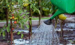 Veteményes öntözése kánikulában: reggel vagy este jobb?
