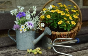 Reggel vagy este érdemes locsolni a teraszon a balkonnövényeket?