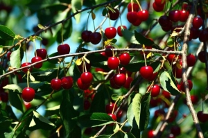 Szedd magad meggy 2025 - rengeteg lehet vele spórolni