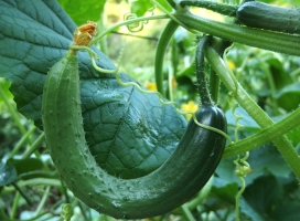 Ezek az uborka leggyakoribb betegségei