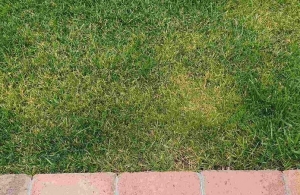 Humin Garden és Esstence Origo-s talajjavítással a gyep gombabetegségei ellen