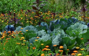 Milyen zöldségeket vethetünk még el júliusban?