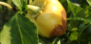 Az öt leggyakoribb paprikabetegség