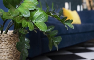 A tökéletes növénytámasz nyomában