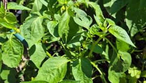 Hiába virágzik folyamatosan, nincs termés a paprikán - ez lehet az oka