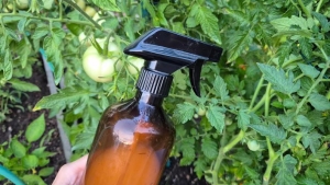 Poloska ellen: ezek a házi szerek nem hatásosak