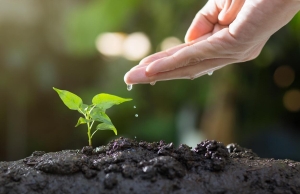 Hogyan alakítsuk ki álmaink gyepét saját kezűleg?