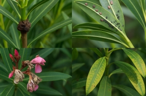 Ezek a leander leggyakoribb betegségei